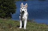 SIBERIAN HUSKY 502